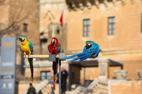 aves